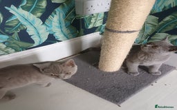 Brazilian Shorthair cats for sale: 2 British Shorthair Brothers  - Image 4