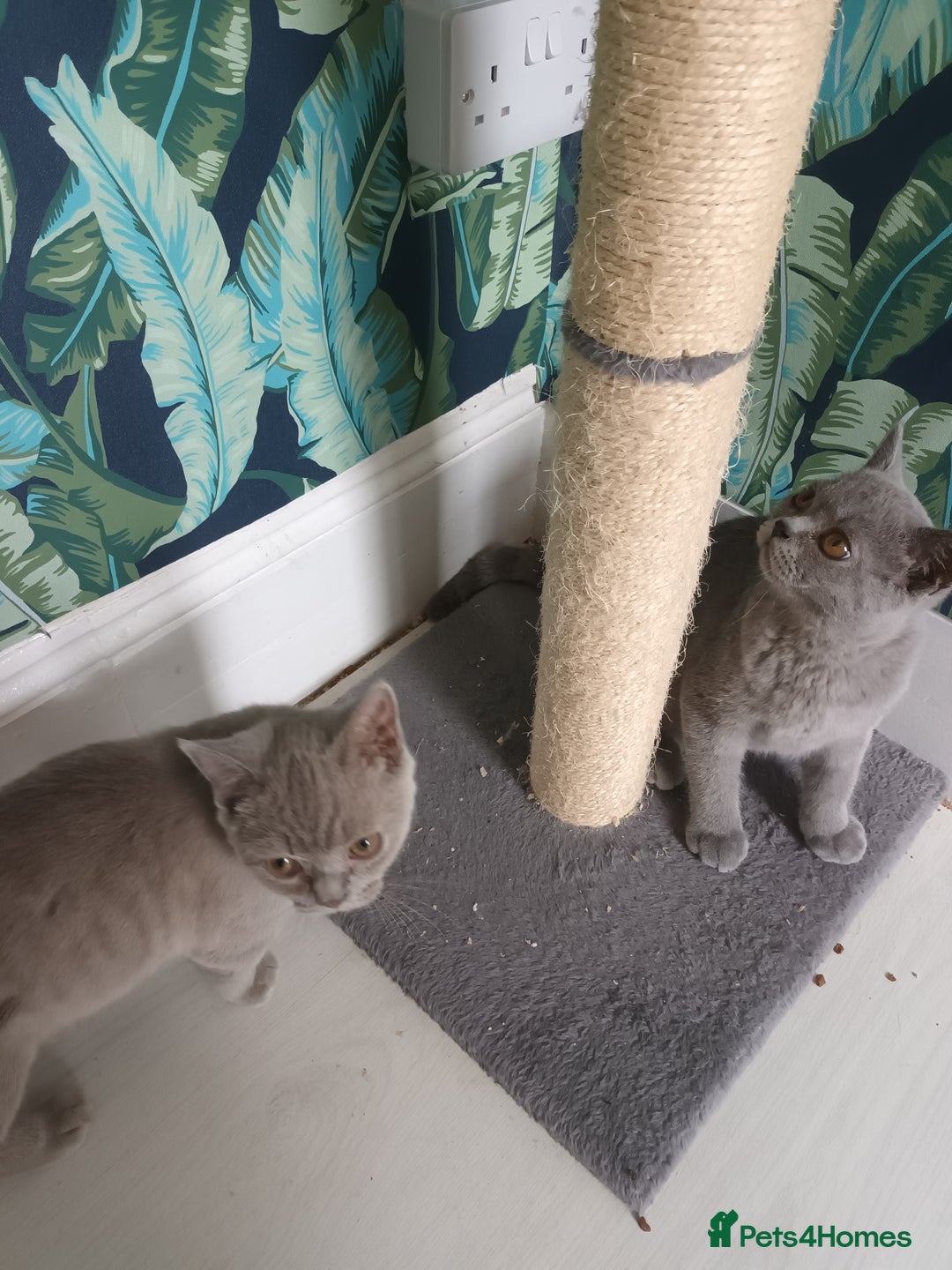 Brazilian Shorthair cats for sale: 2 British Shorthair Brothers  - Image 4