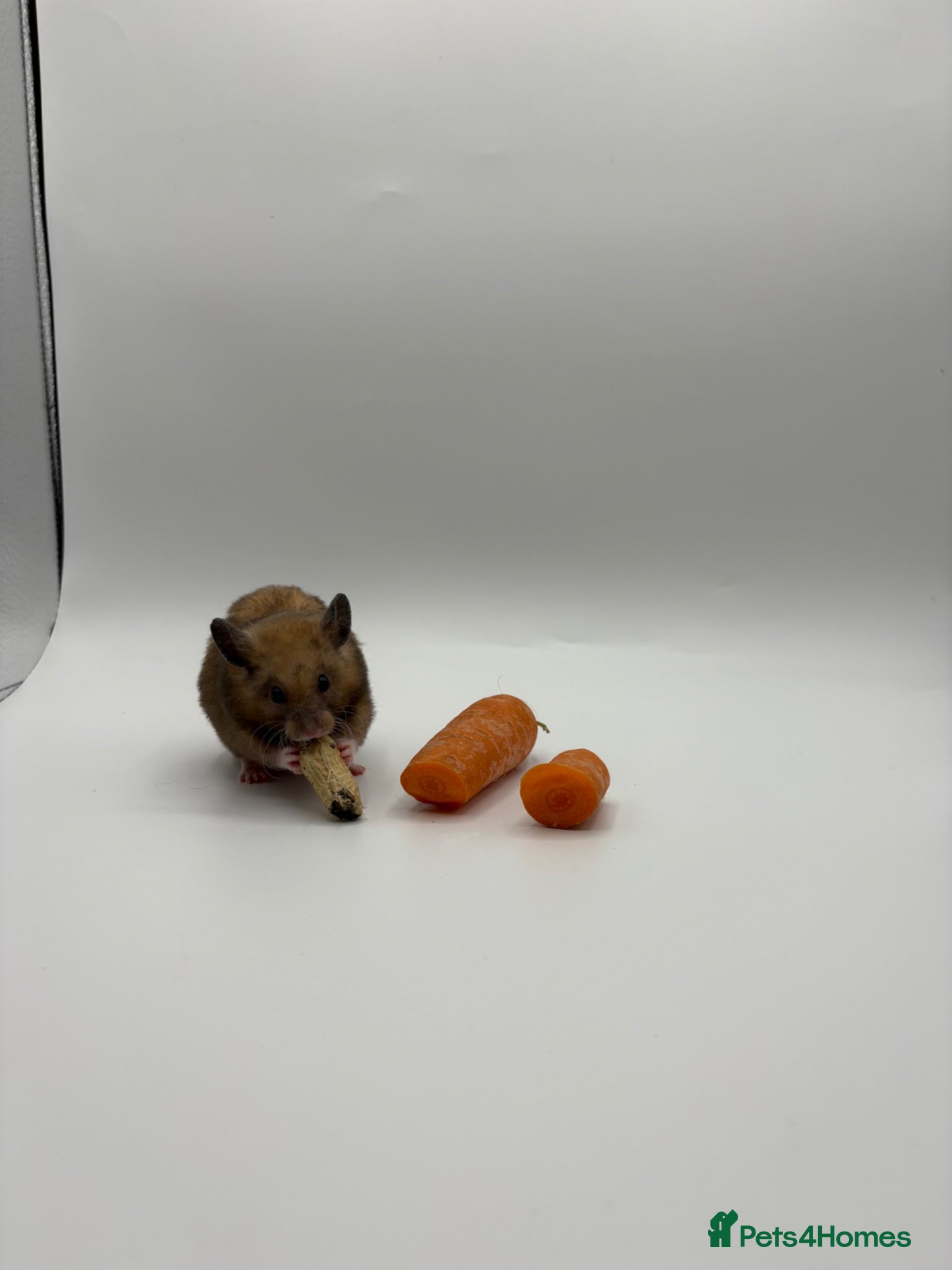 Hamster rodents Pedigree Syrian hamster pups  - Advert 1