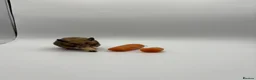 Hamster rodents for sale: Pedigree Syrian hamster pups  - Advert 3