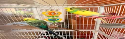 Budgerigars birds for sale: Bonded pair of male budgies  - Advert 1
