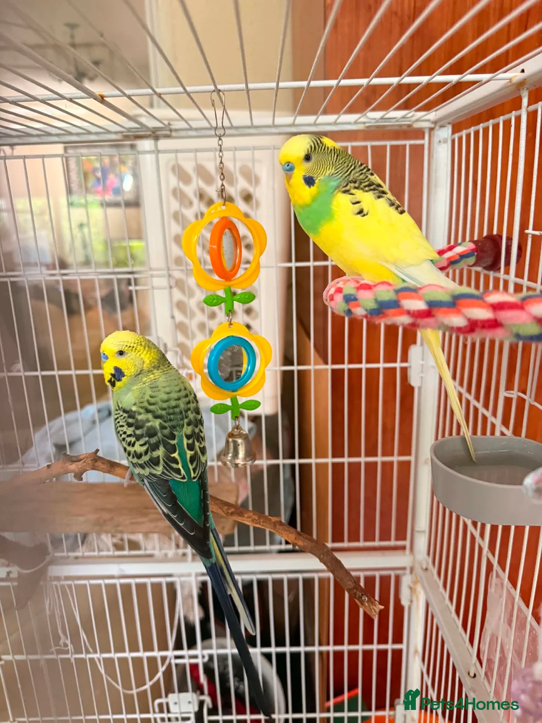 Budgerigars birds for sale: Bonded pair of male budgies  - Advert 1