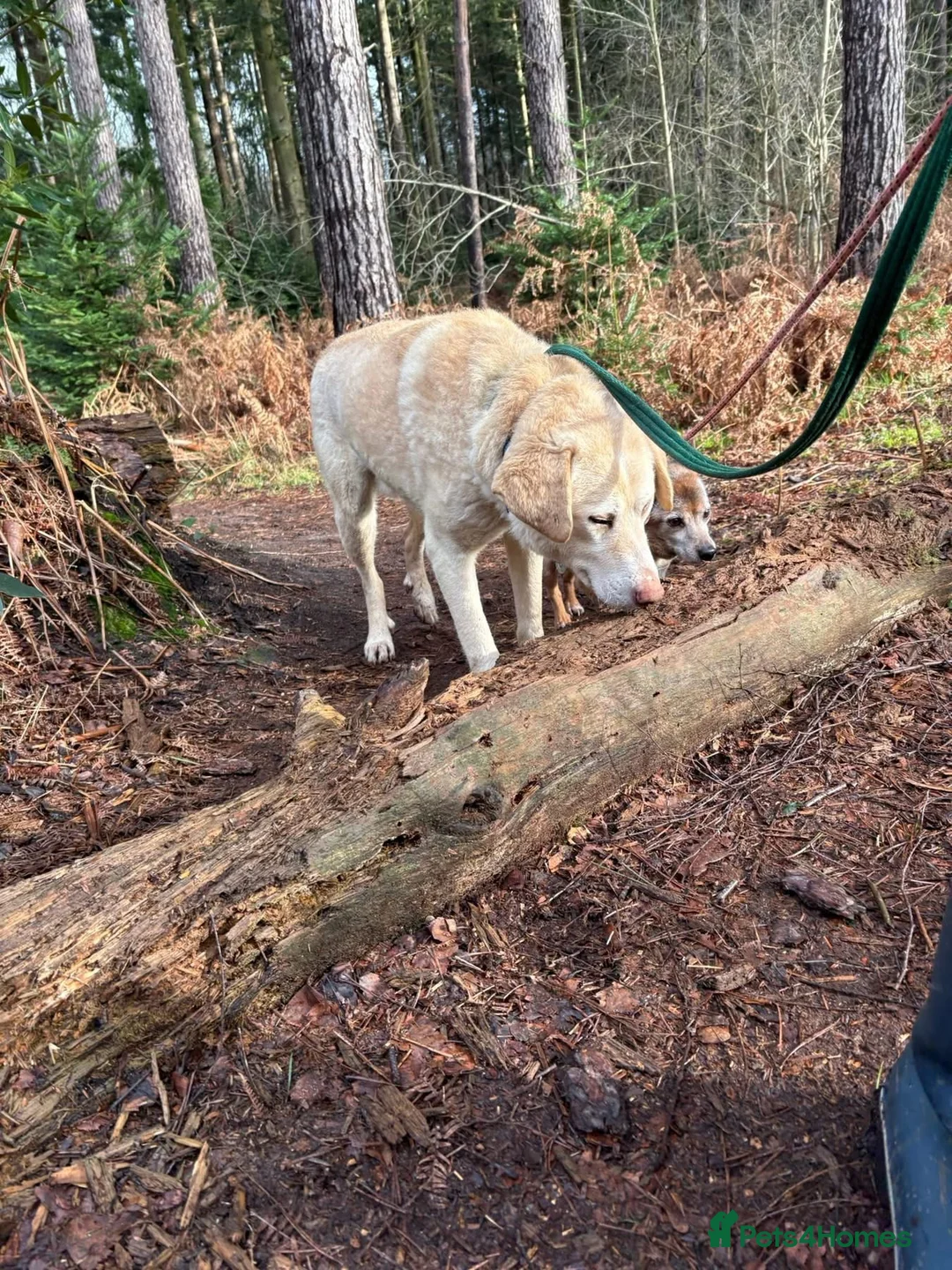 Golden Retriever dogs for adoption: Ralph - Norwich Norfolk  - Advert 13