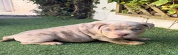 American Bully dogs for sale: Top quality pocket bully pup, ready now in Alloa - Advert 2