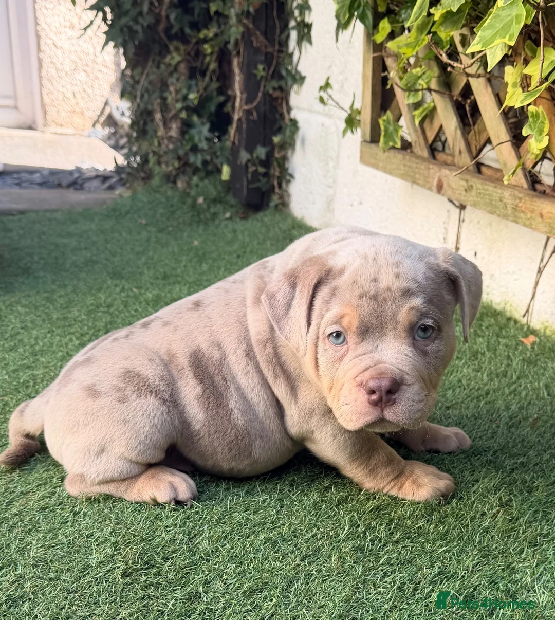 American Bully dogs for sale: Top quality pocket bully pup, ready now in Alloa - Advert 2