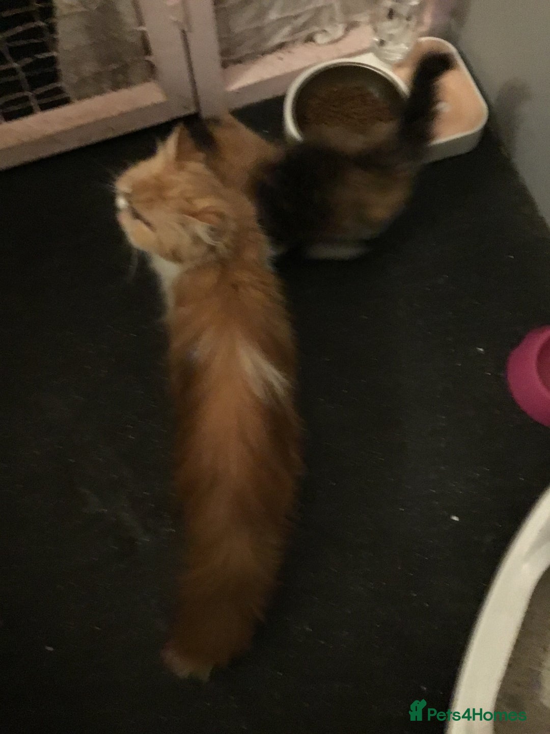 Persian cats for sale: GCCF Registered Persian Female  - Image 8