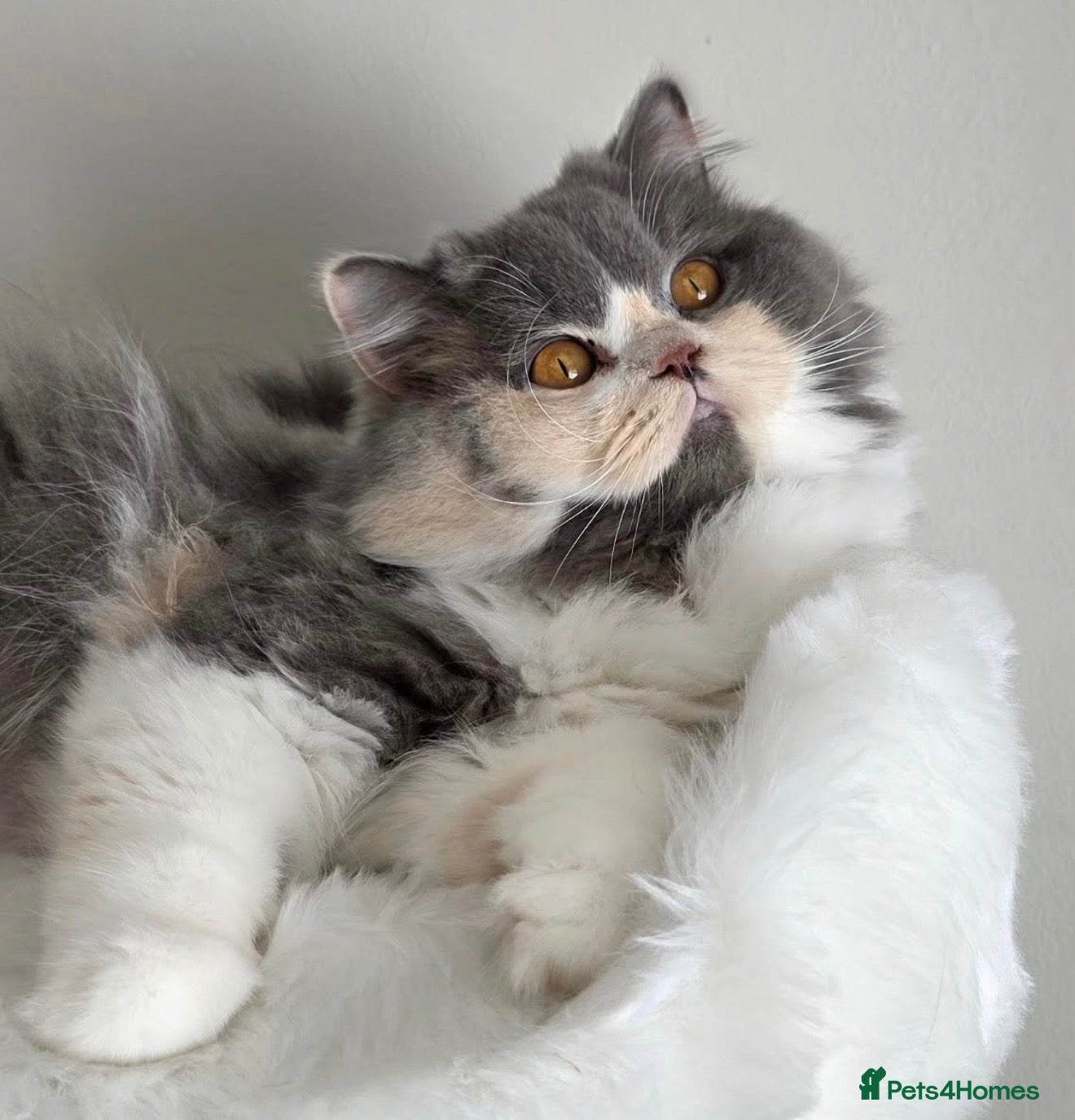 British Longhair cats Stunning GCCF British longhair girl  - Advert 2