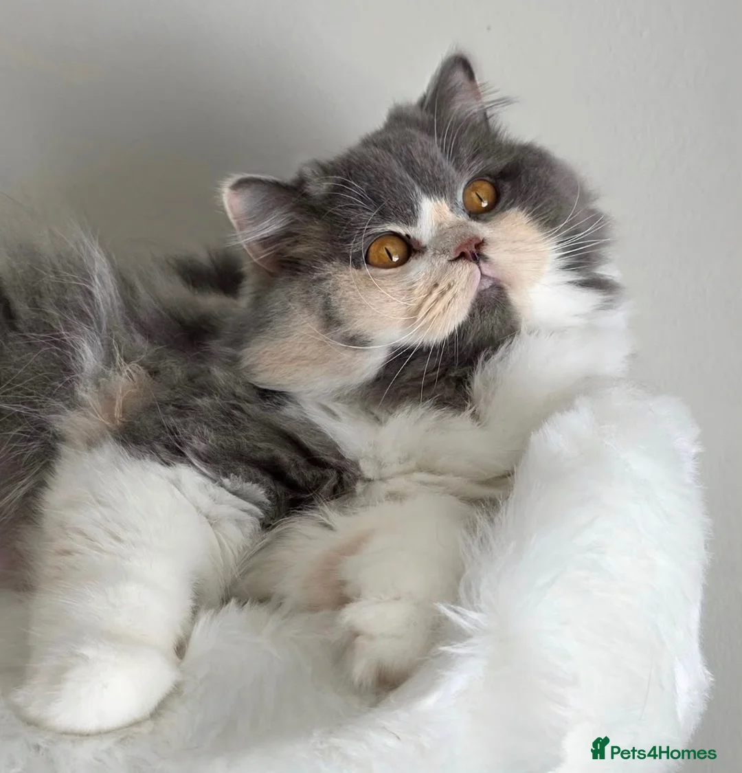British Longhair cats for sale: Stunning GCCF British longhair girl  - Advert 2