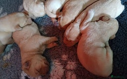 Labrador Retriever dogs for sale: KC REGISTERED YELLOW LABRADOR PUPPIES FOR SALE  - Image 5