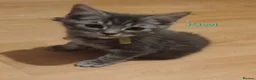British Shorthair cats for sale: Beautiful Silver Spotted and Silver Tabby kittens. - Advert 11