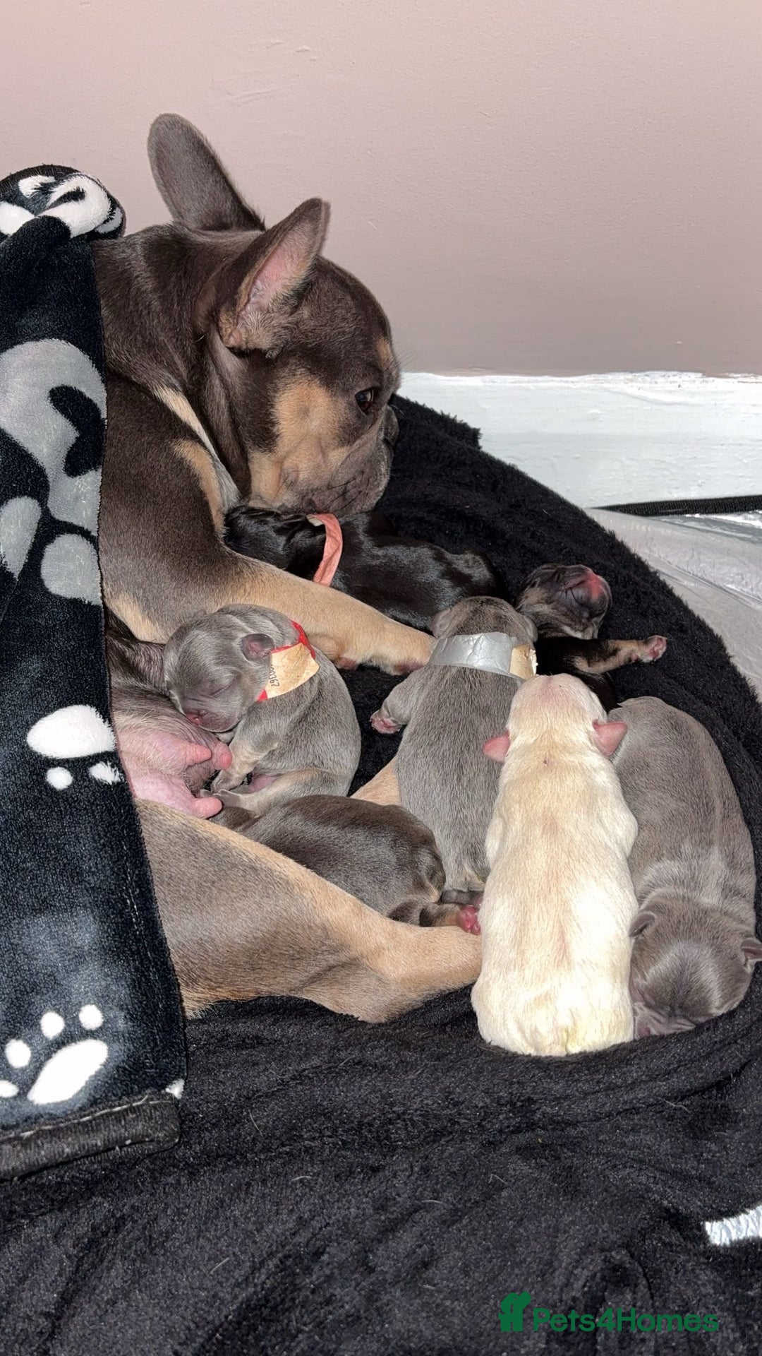 French Bulldog dogs for sale: The final 3 Kc registered French Bulldogs🐾 - Image 4