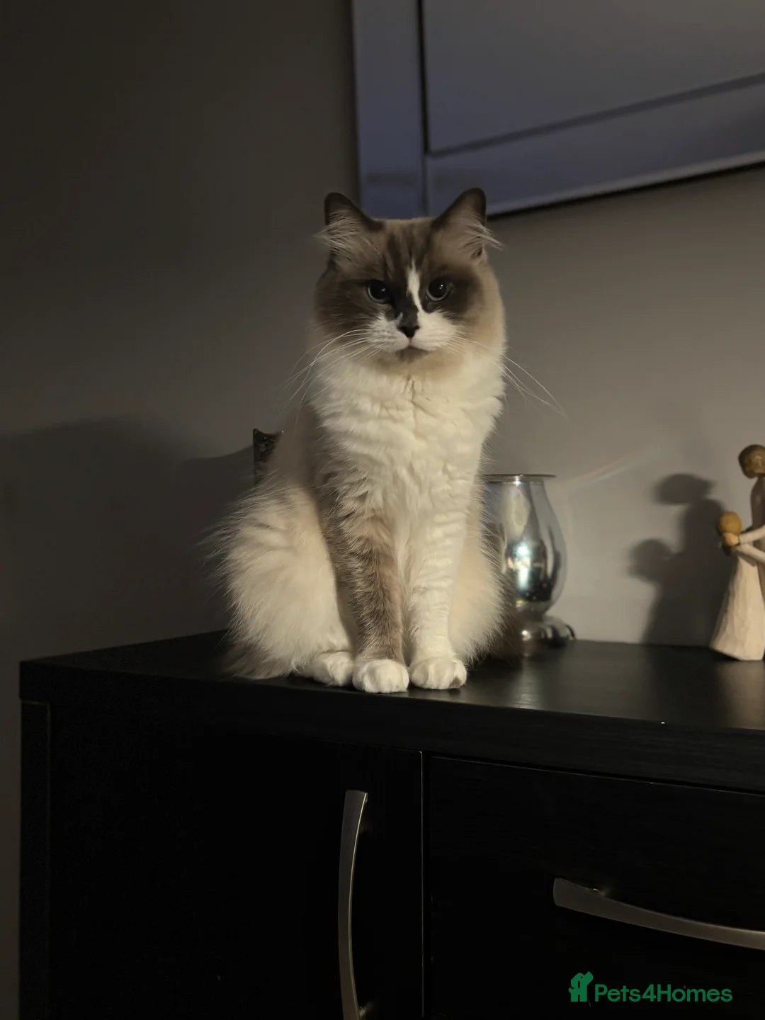 Ragdoll cats for sale: Ragdoll x maincoon  in Ryde - Advert 1