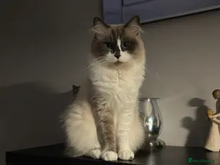 Ragdoll cats Ragdoll x maincoon - Advert 1