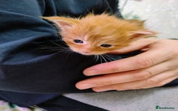 Maine Coon cats for sale: 5 beautiful full Maine Coon kittens for sale - Advert 6