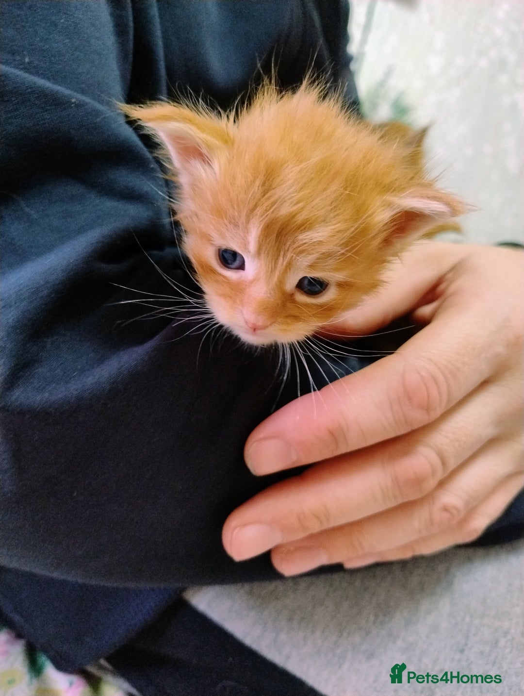 Maine Coon cats for sale: 5 beautiful full Maine Coon kittens for sale - Advert 6