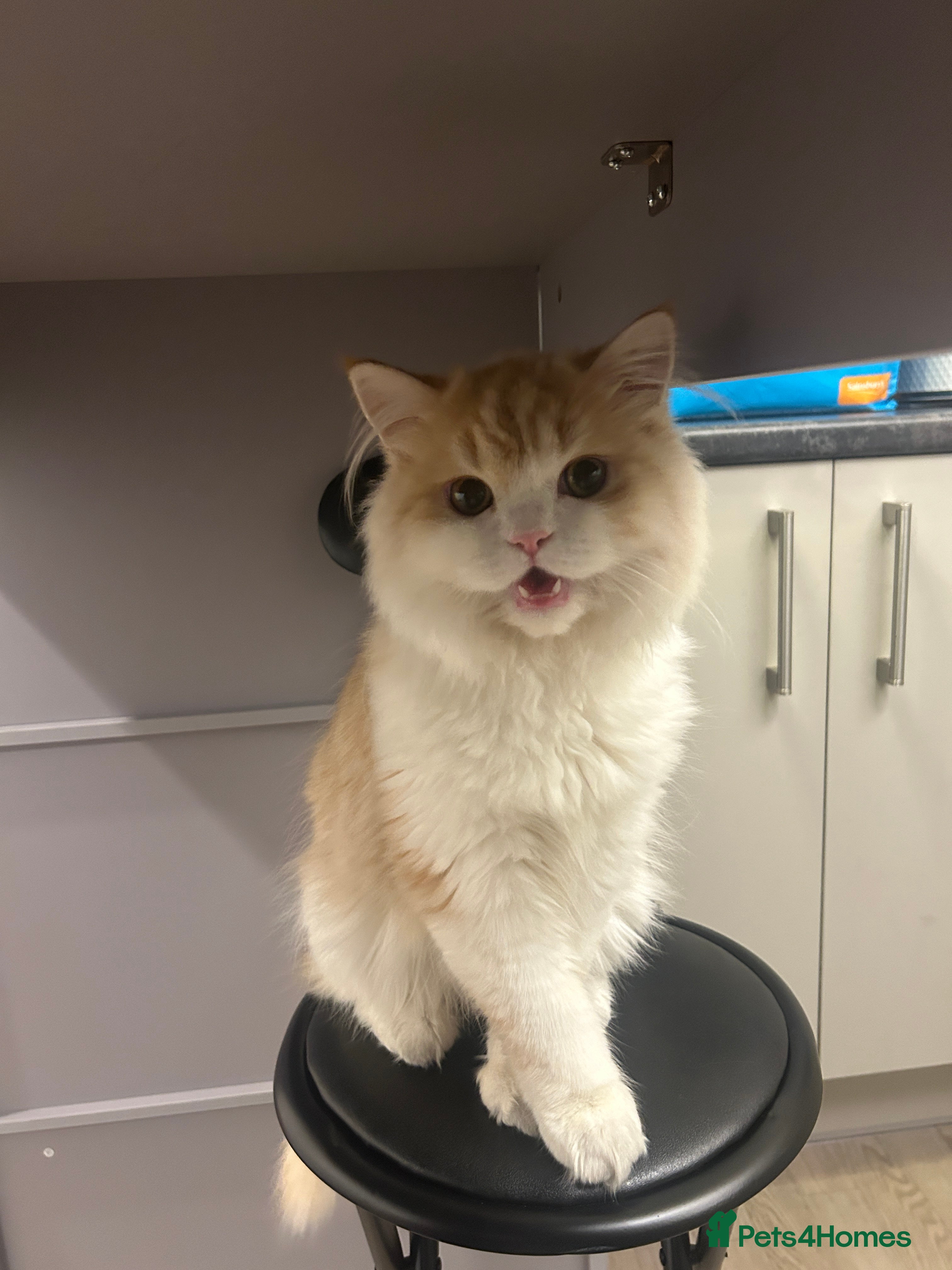 Scottish Fold cats MALE LONG HAIR SCOTTISH FOLD KITTEN - Advert 3