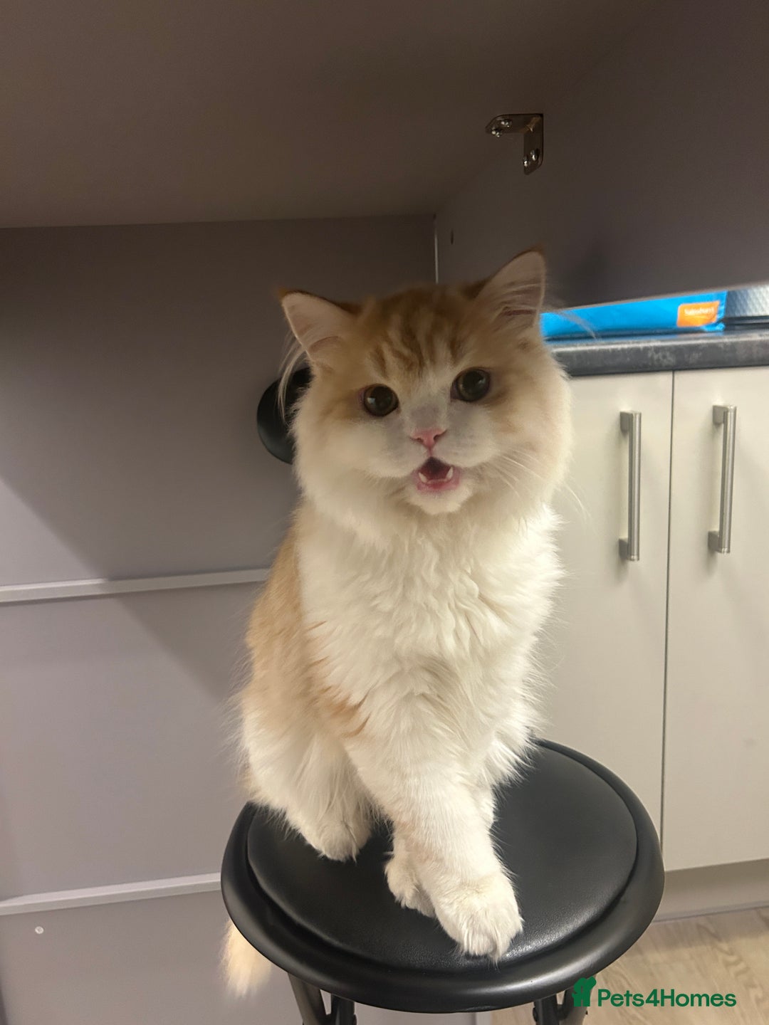 Scottish Fold cats for sale: MALE LONG HAIR SCOTTISH FOLD KITTEN - Advert 1