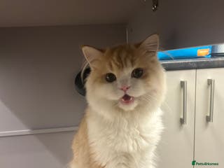 Scottish Fold cats MALE LONG HAIR SCOTTISH FOLD KITTEN - Advert 18