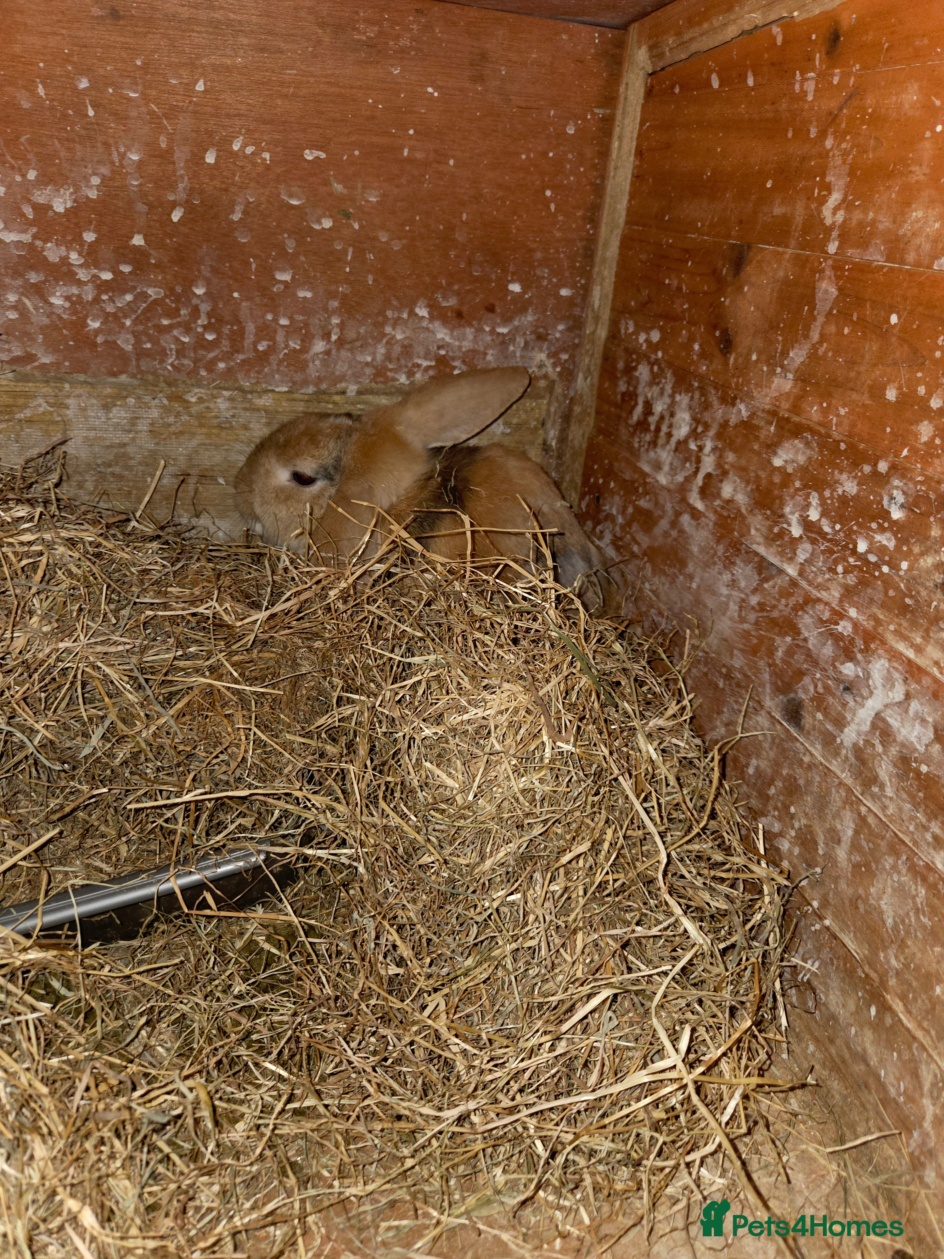 Mini Lop rabbits Mini lop ready now - Advert 2