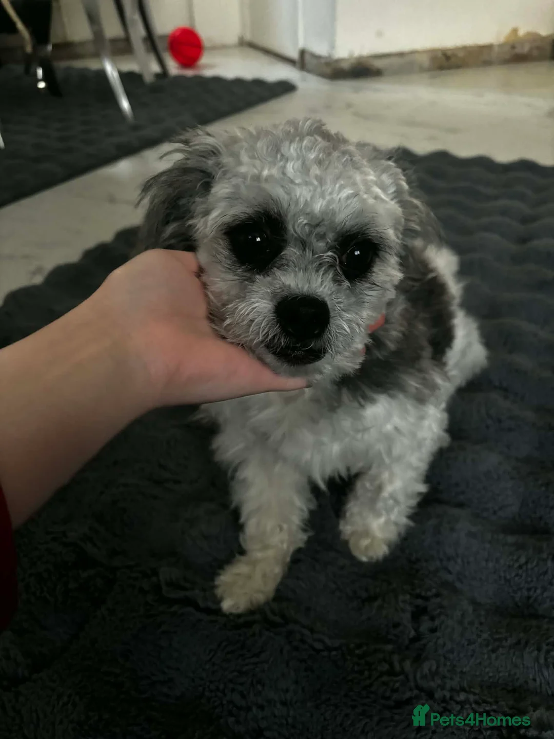 Shih Tzu dogs for sale: Male mr in Gravesend - Advert 2