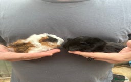 Guinea Pig rodents for sale: The cutest pair of funky coated boar brothers - Image 4