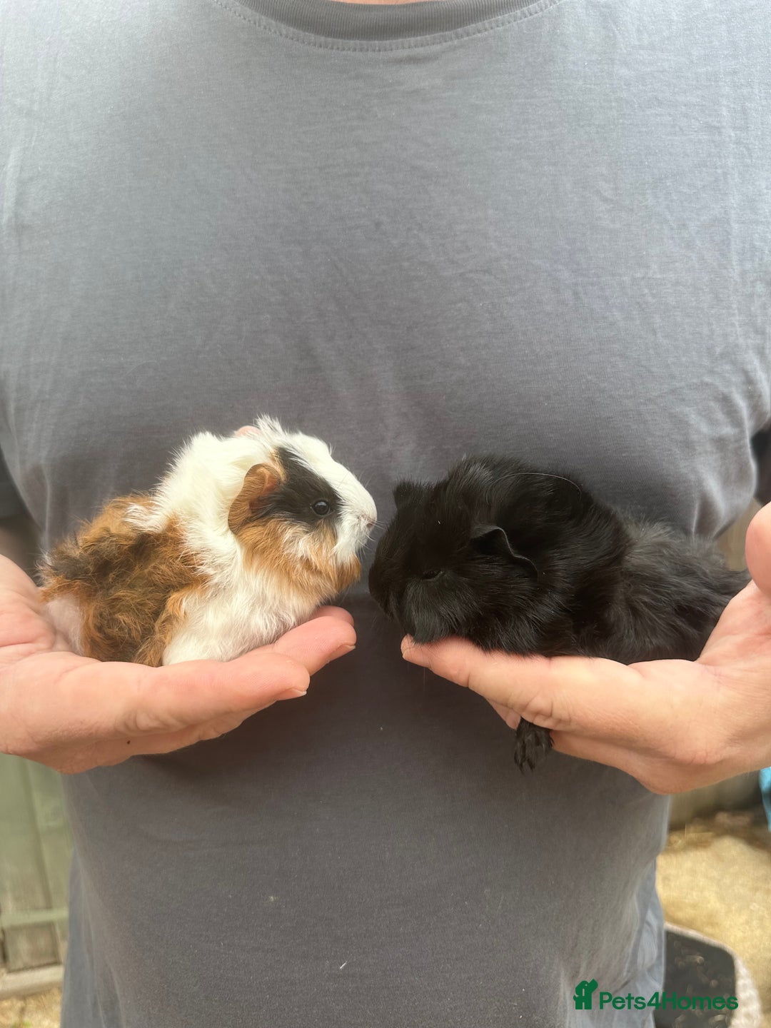 Guinea Pig rodents for sale: The cutest pair of funky coated boar brothers - Image 4