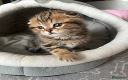 Scottish Fold cats for sale: Pure breed SCOTTISH FOLD - Image 14