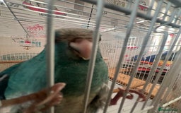 Parakeets birds for sale: Young female kakariki  - Advert 31