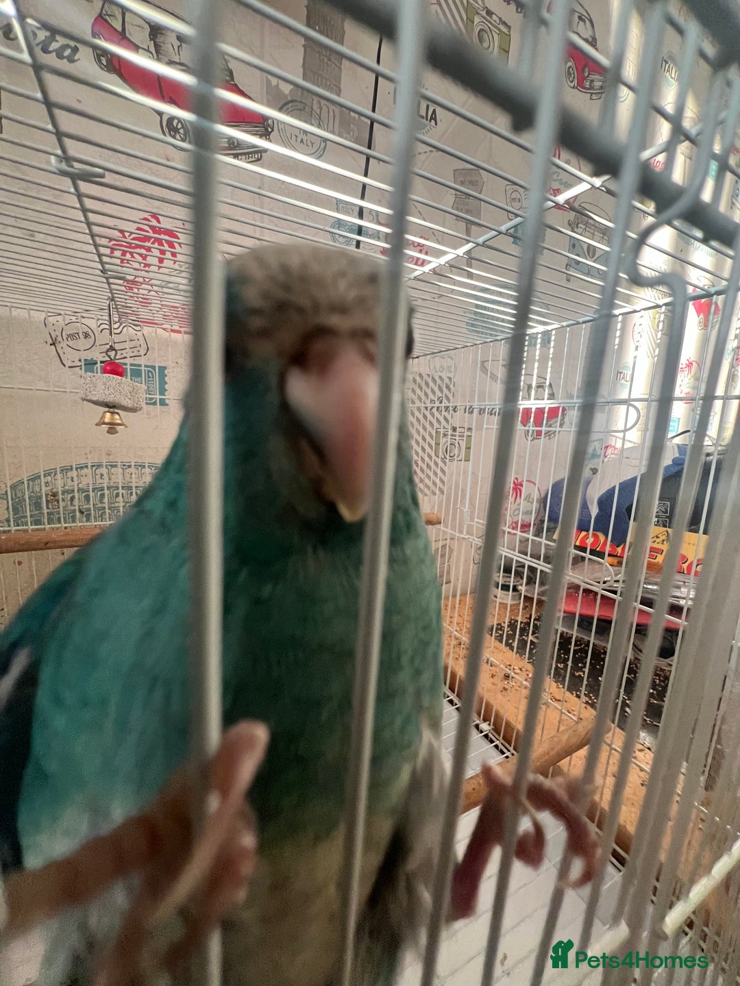 Parakeets birds for sale: Young female kakariki  - Advert 31