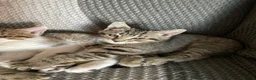Mixed Breed cats for sale: Ready to leave: 9 weeks old-Tabby kittens  - Advert 13