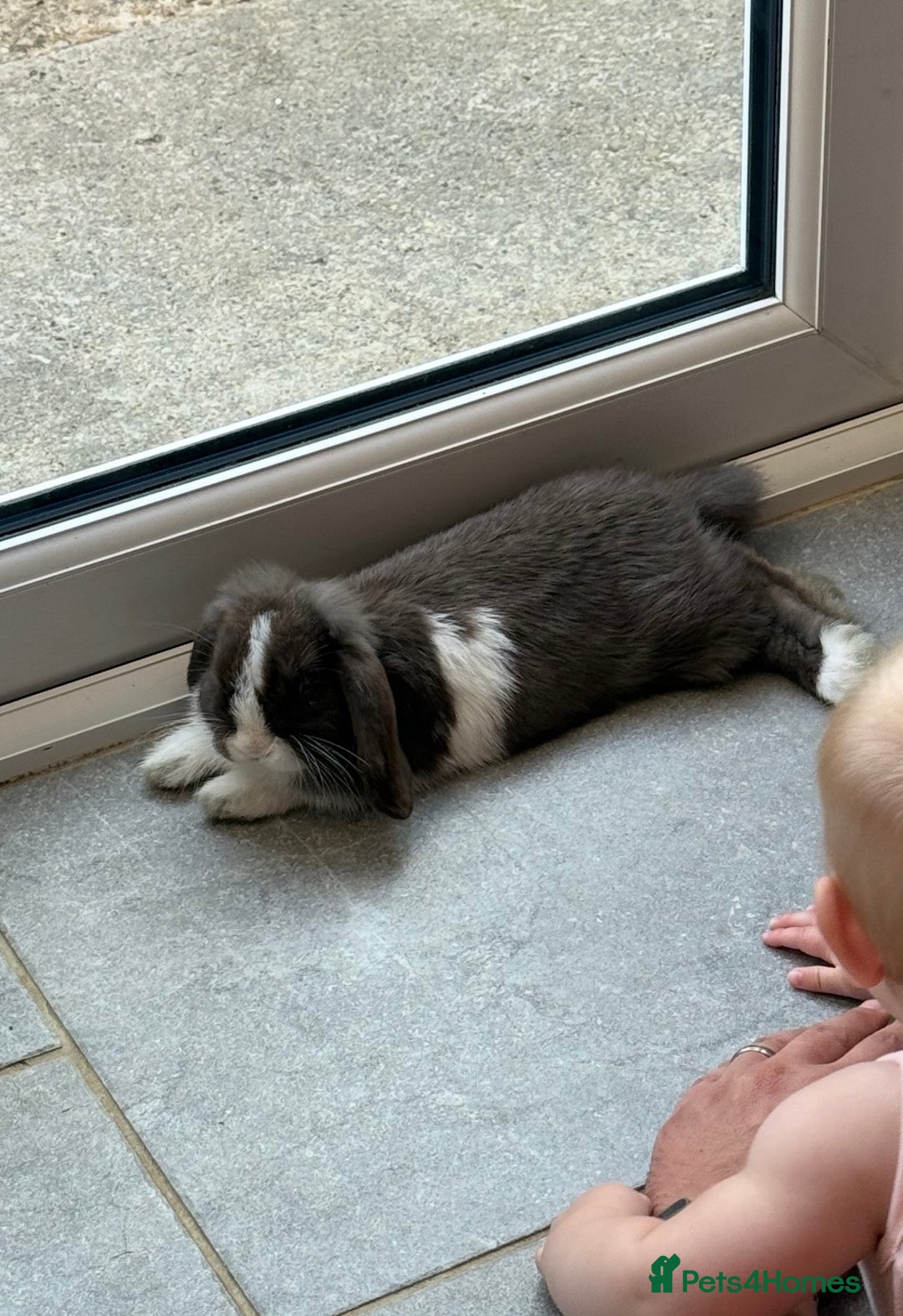 Mini Lop rabbits for sale: House rabbit  - Advert 3