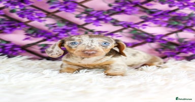 Miniature Dachshund dogs - Advert 9