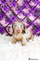 Miniature Dachshund dogs - Advert 11