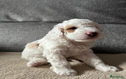 Cockapoo dogs for sale: F1BB Toy Cockapoo puppies - Image 3