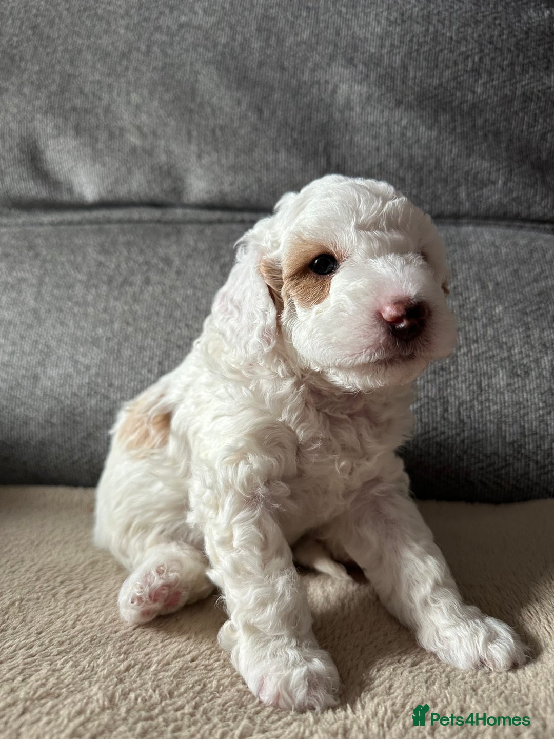 Cockapoo dogs for sale: F1BB Toy Cockapoo puppies - Image 3