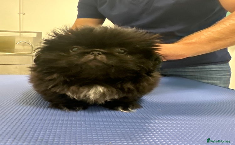 Pekingese dogs - Advert 1