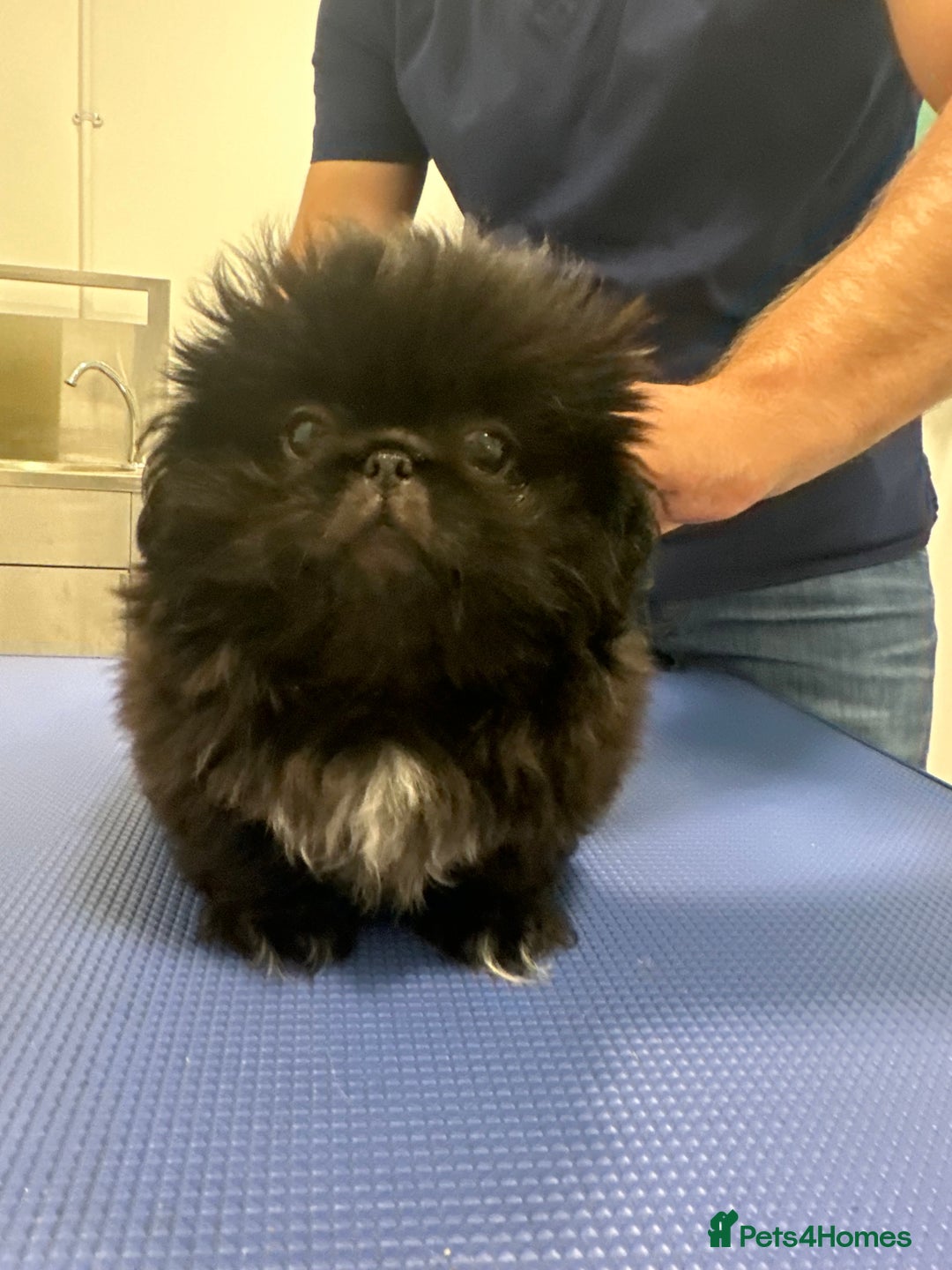 Pekingese dogs for sale: LAST PEKINGESE GIRL AVAILABLE FULLY VACCINATED - Image 2