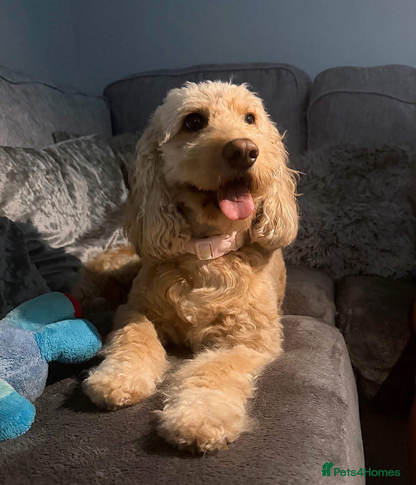 Cockapoo dogs for sale: F1b Cockapoo Puppies🐾 - Advert 24
