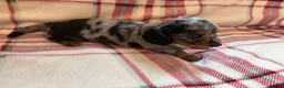 Dachshund dogs for sale: Quality Dachunds - Advert 11