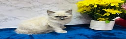 Ragdoll cats for sale: TICA Registered Magnificent Ragdoll kittens  - Advert 6