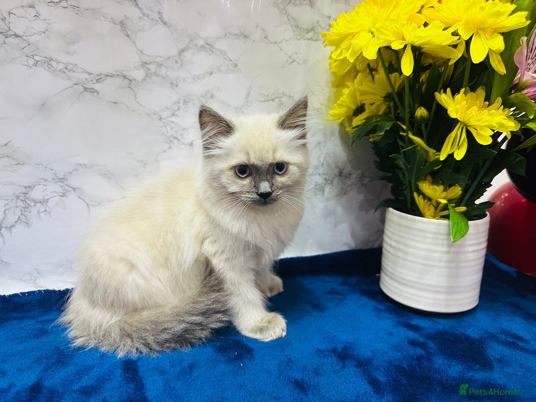 Ragdoll cats for sale: TICA Registered Magnificent Ragdoll kittens  - Advert 6