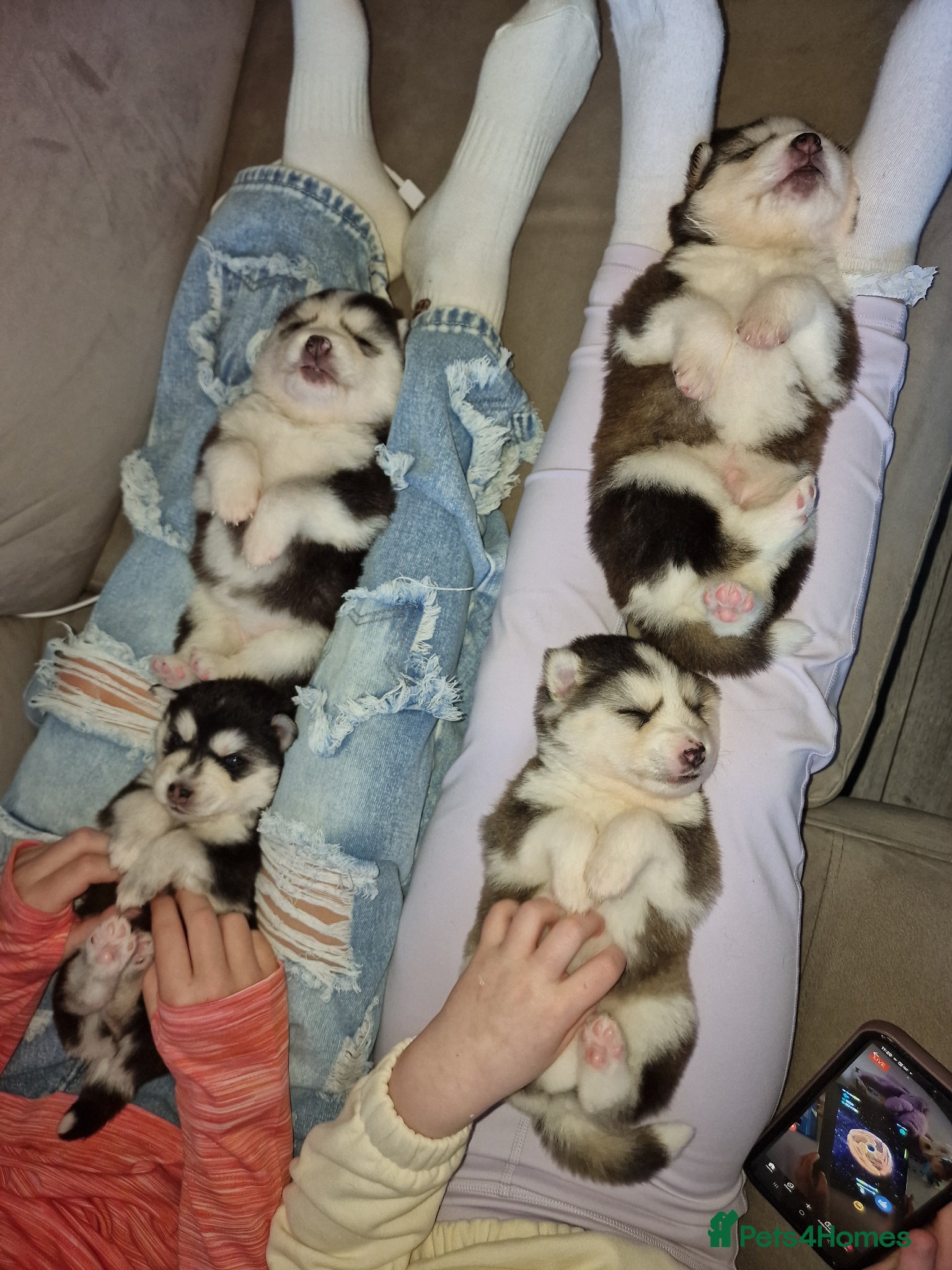 Pomsky dogs Stunning F3 pomsky puppys  - Advert 18