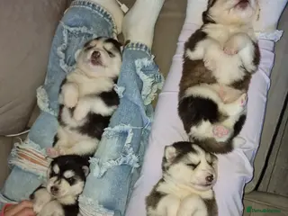 Pomsky dogs Stunning F3 pomsky puppys - Advert 18