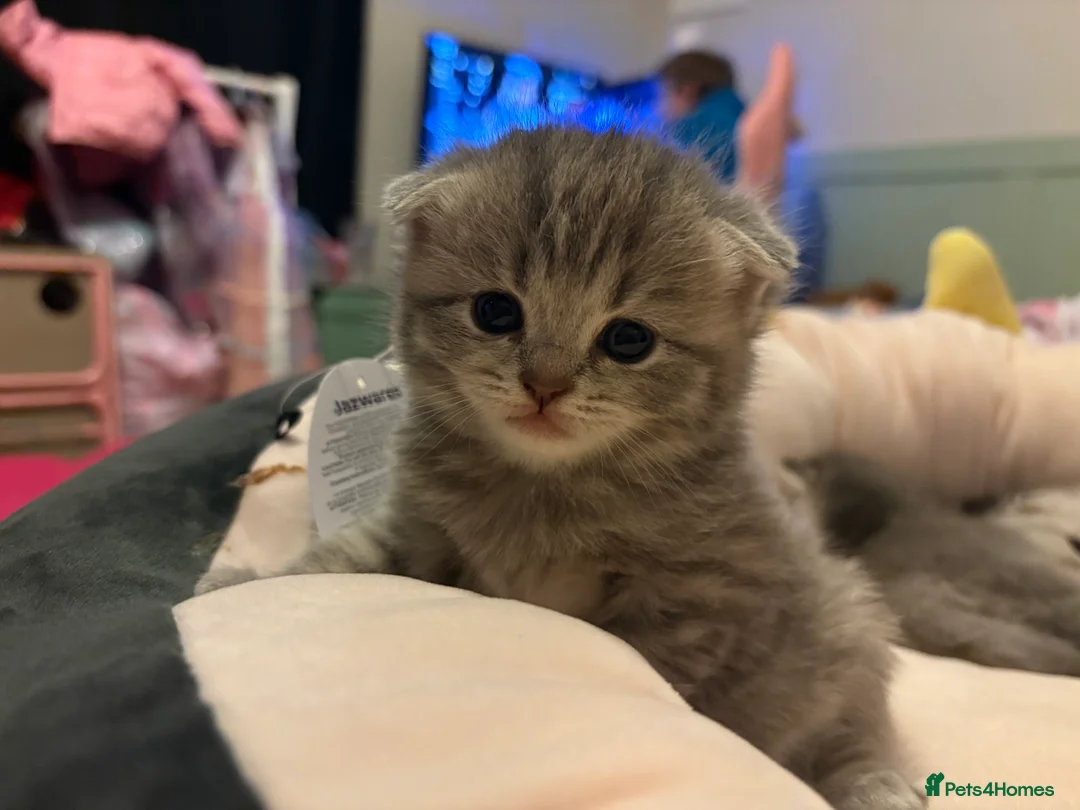Scottish Fold cats for sale: Absolutely unreal Scottish fold x BSH litter!  - Advert 16