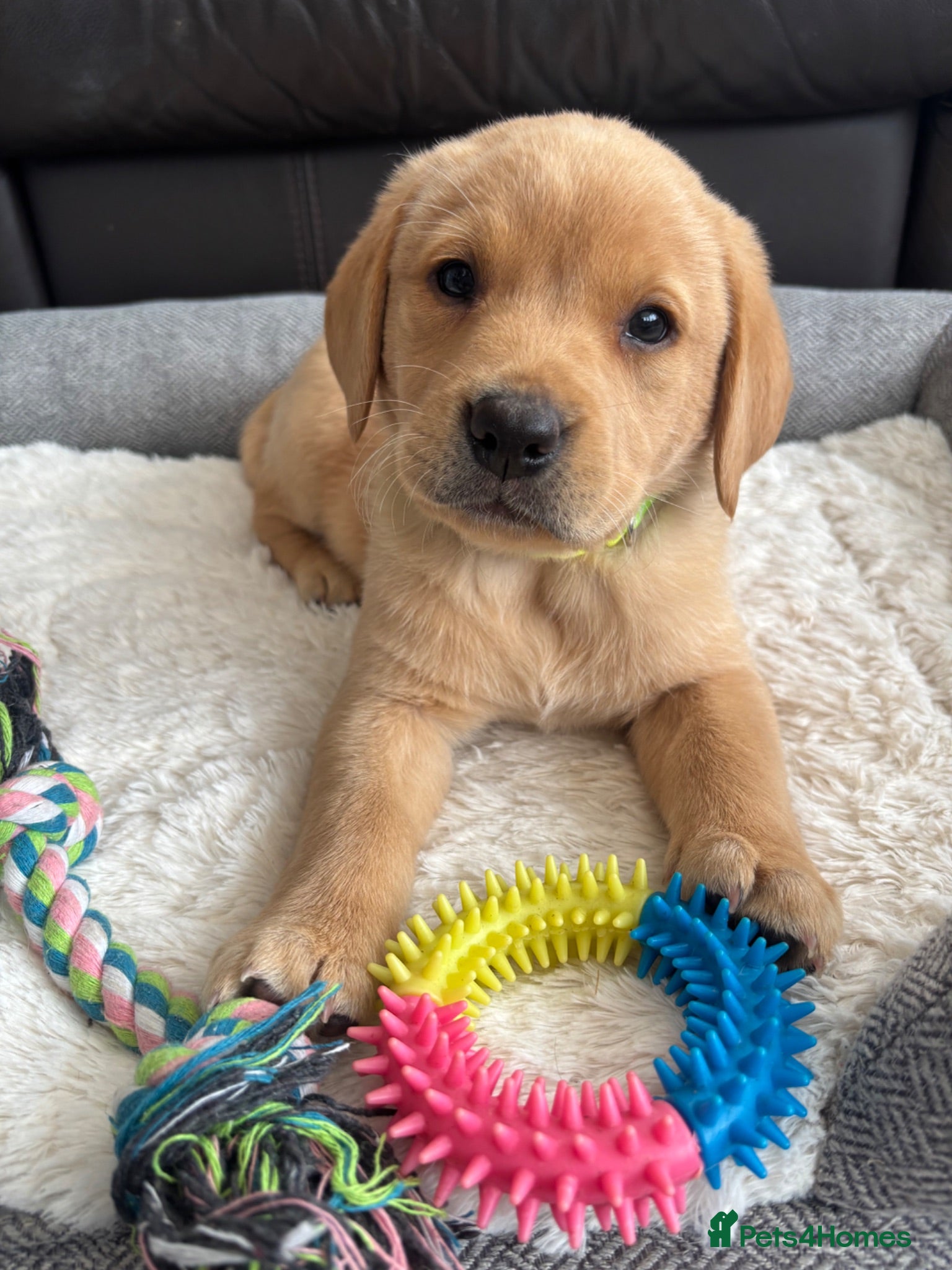 Labrador Retriever dogs KC Labrador Puppies - Advert 1