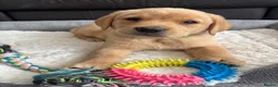 Labrador Retriever dogs for sale: KC Labrador Puppies - Advert 1