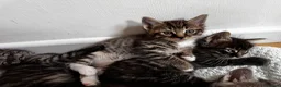 Maine Coon cats for sale: 5 Maine Coon kittens looking for their homes 🐾 - Advert 12