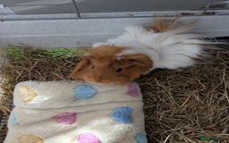 Guinea Pig rodents for sale: Males guinea pigs - Image 2