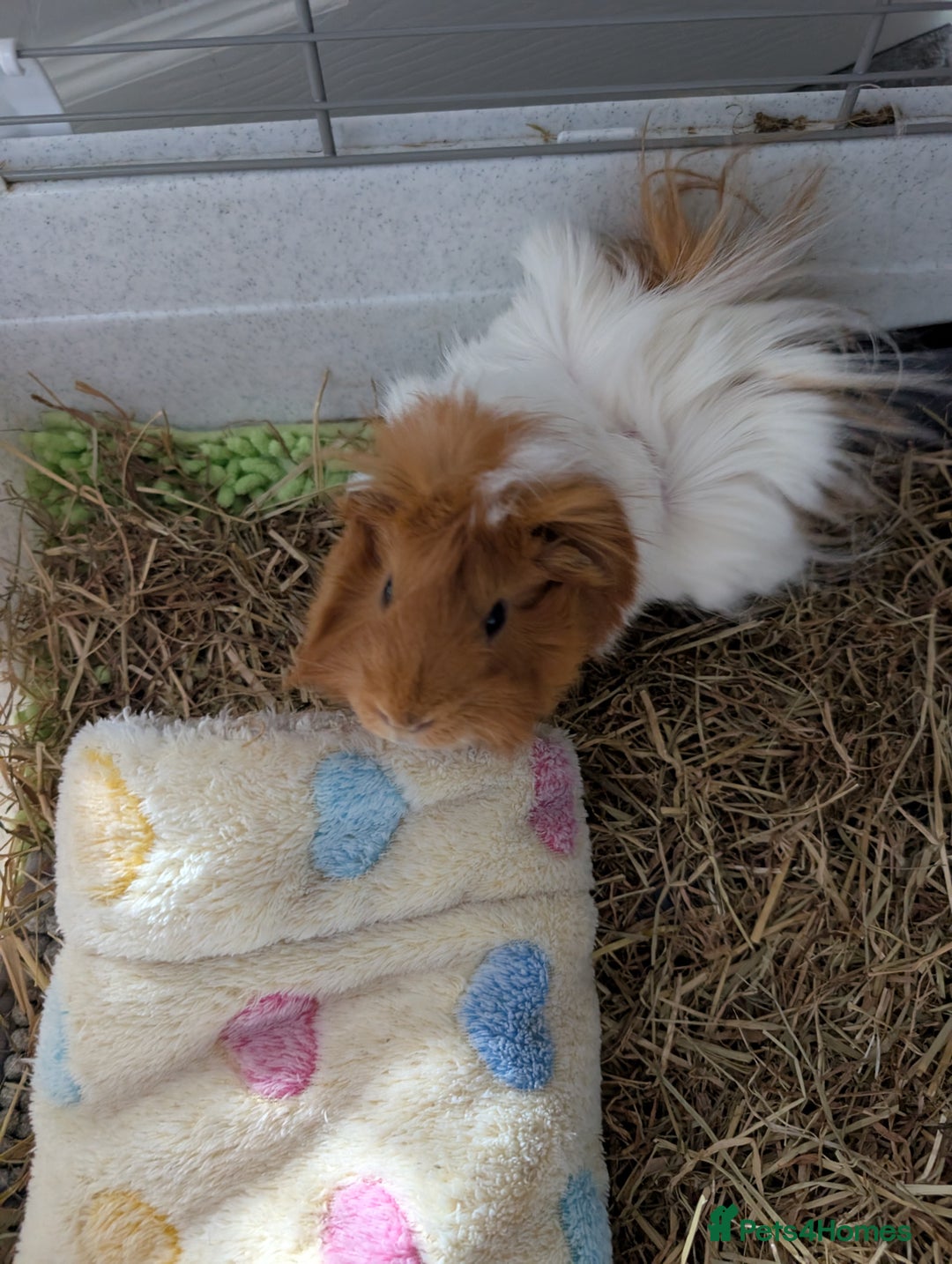 Guinea Pig rodents for sale: Males guinea pigs - Image 2