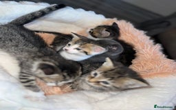 Mixed Breed cats for sale: 4 kittens for sale  - Image 2